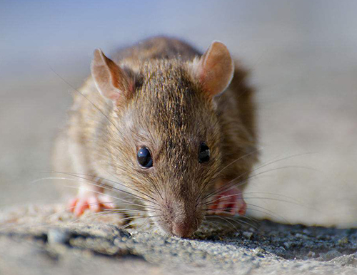 老鼠具有哪些危害？