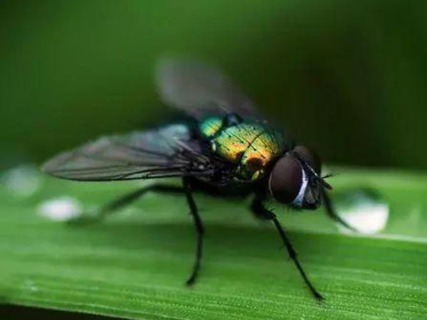 苍蝇具有哪些危害？